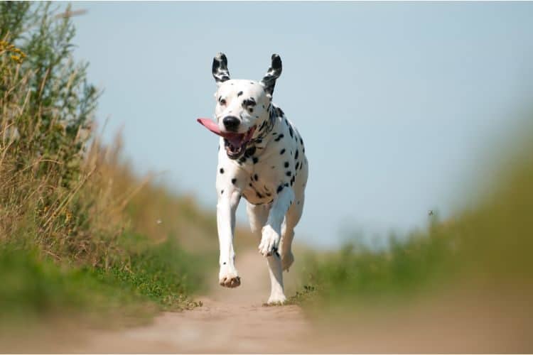 A Dalmatian running on a path outside