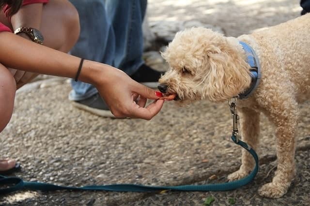 Dog getting a treat while walking on a leash