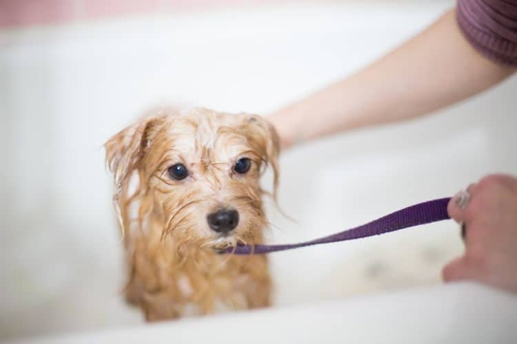 Dog owner giving their dog a bath