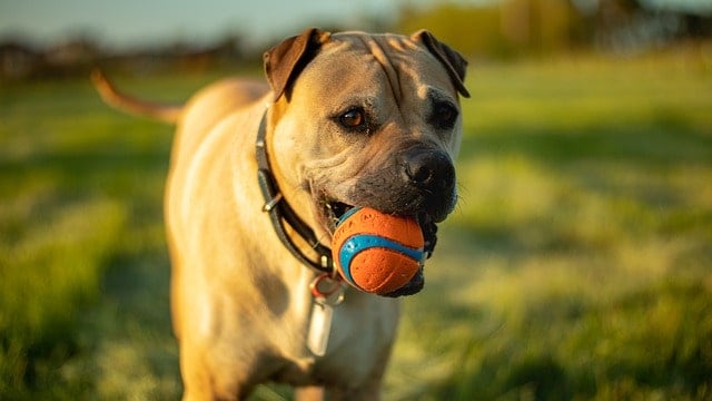 Dog with a ball in his mouth playing a game of fetch