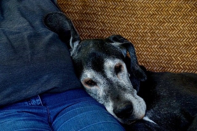Senior dog cuddling with owner