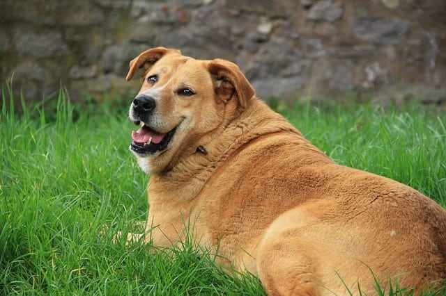 Overweight Golden Retriever resting on a patch of grass after exercising 