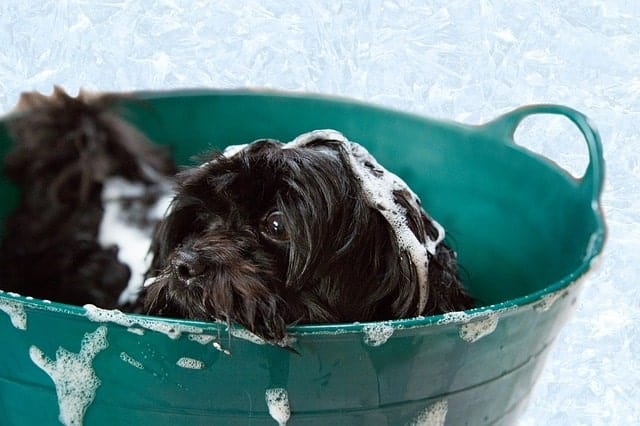 Dog getting a bath in a small tub