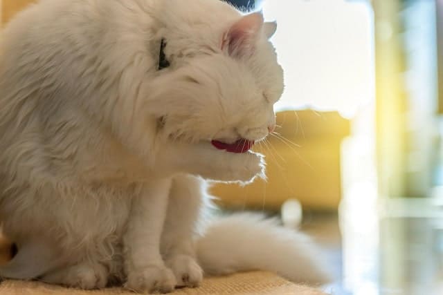White cat grooming himself