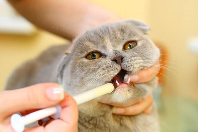 Giving a cat medicine by mouth from a syringe