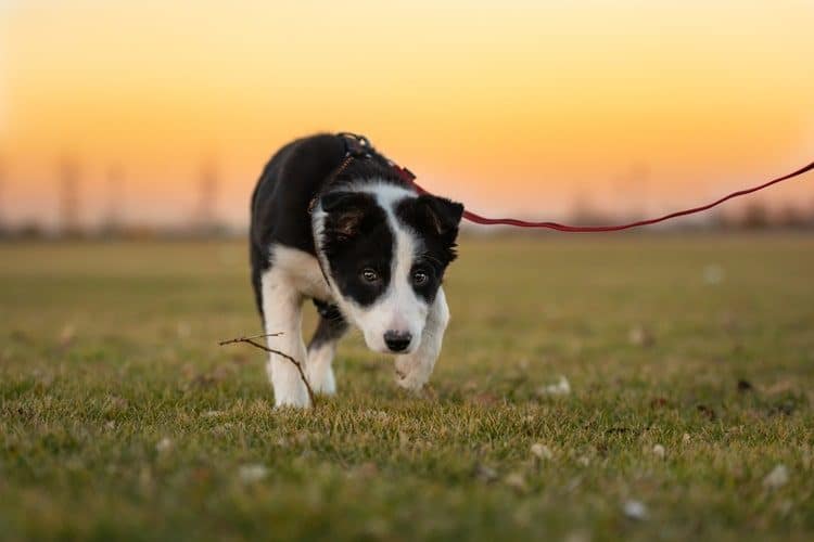 Puppy on a Leash