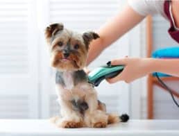Yorkshire Terrier being shaved by a groomer