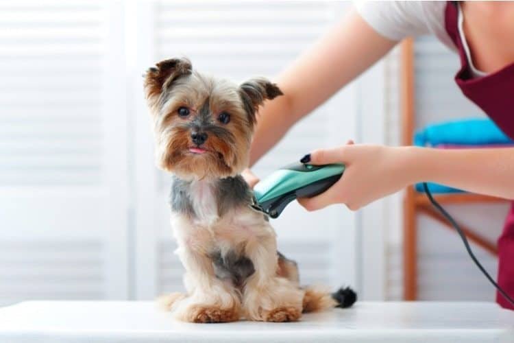 How to Shave a Dog in 10 Easy Steps Pet Life Today