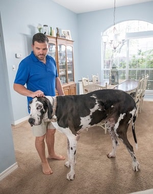 Meet the Soon-to-Be World's Tallest Living Dog, Atlas the Great Dane ...
