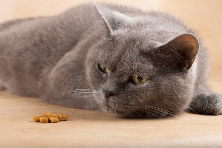 Sick cat refusing a few pieces of food